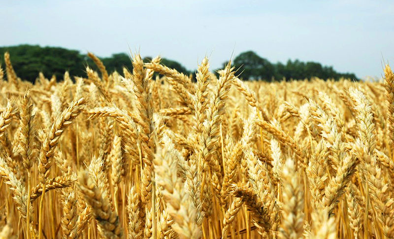 きたほなみ小麦 | アルナチュリア
