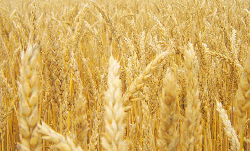 キタノカオリ小麦 | アルナチュリア